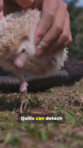 Wait—Quills Do That!