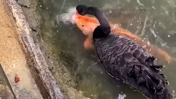 Bizarre video shows black swan feeding koi fish