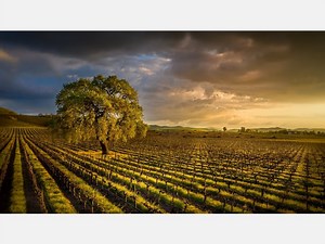 Drink In The Beauty Of Livermore Wine Country: Photos Of The Week