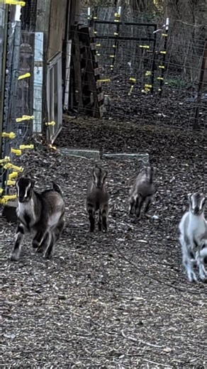 Baby Goat Stampede!