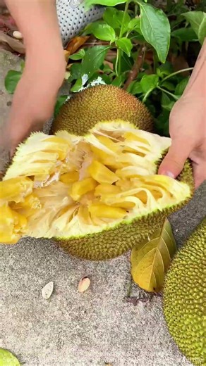 Learn in 30 Seconds! How to Open Jackfruit by Hand