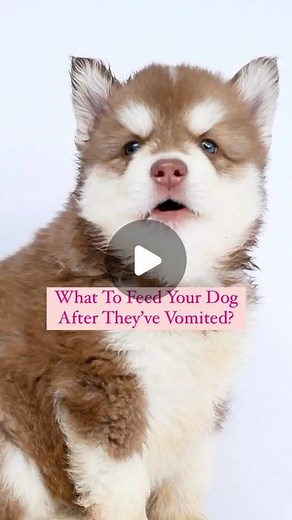 Petsy Powered By Zigly® on Instagram: "If your dog has had an episode of chronic vomiting, it is best to consult a veterinarian first 👩‍⚕️ Here’s what you can feed them if they’ve vomited! These foods are light on the stomach, stimulate appetite, and prevent gas from food withdrawal 💛 Don’t forget to save & share 🐶 #petsy #fortheloveofpets #teachersday #dogs #dogstagram #dogsofinstagram #dogsdogsdogs #dogslife #doglife #pets #petstagram #petsagram #dogreel #dogvomit #dogf
