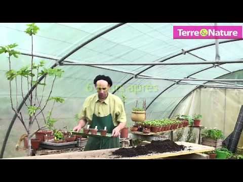 Semer des cornichons