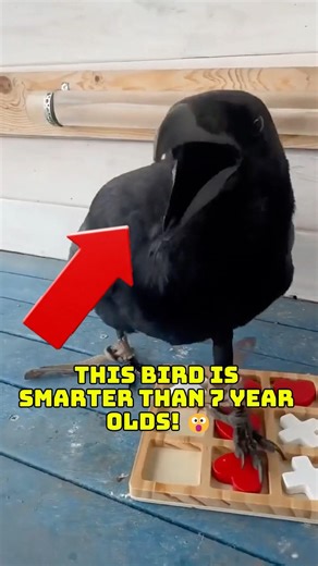 This Raven is Smarter Than You Think! 🧠🐦