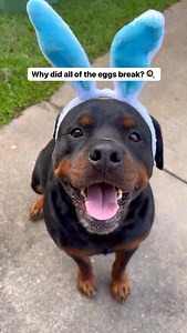 12K views · 5.7K reactions | Cheeeeeeeesy dad jokes with The Rizzweiler ♥️燎燎燎燎 @beauandbarneyy Send this to the cheesiest person you know! Voice Over: @officialbaddaddy ♥️ . . . . . #cheesydadjokes #dadjokes #dadmemes #funnyjokes #dadjokesdaily #funnydogvideos | Rottweiler Beau | Facebook