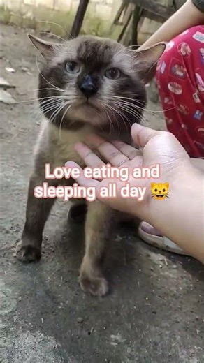 SMEAGOL the GREAT 😸😻 #siamesecats #lovelycats #gratefultohavecat