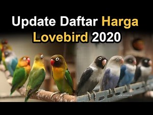 Update Daftar Harga Burung Lovebird Terbaru 2020