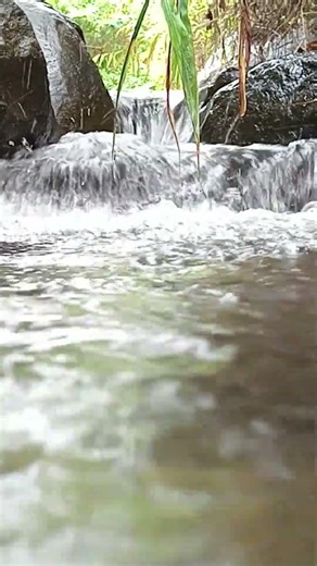 Clear Stream Water in Natural Forest