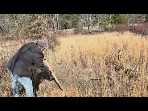 Muscadine planting 2026