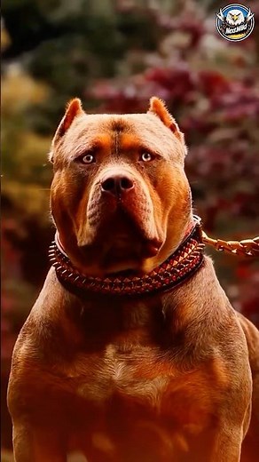 ✅ Powerful Dog Transformations You Won’t Believe!