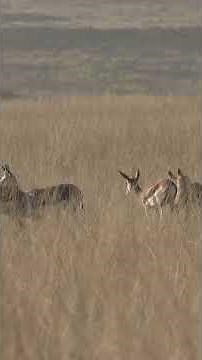You Won't Believe How FAST Springboks Can Jump