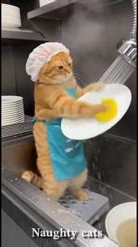 Cats Being Hilarious for 60 Seconds 😹 | Funny Cat Video#funny #cat