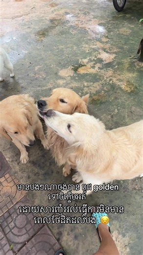 ម៉ាក់អស់លទ្ធមើលថែកូនៗហើយ😔#denden #fifi #chiro #chakwai