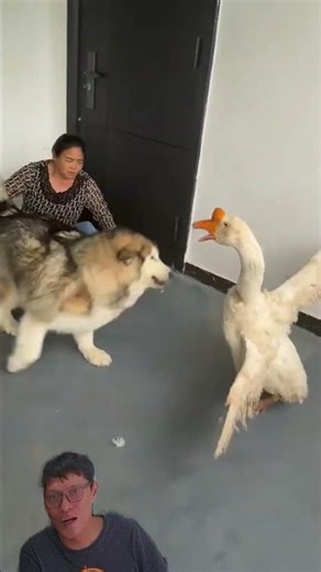Dog vs goose #dog #dogs #animals #fun #funny #funnyvideo #funnyshorts #shorts #funnyvideos #laugh