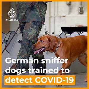 140K views · 2.6K reactions | German sniffer dogs can detect coronavirus in people after a week of training, study shows. | Al Jazeera English | Facebook