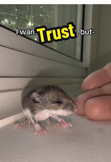 Building Trust with Rescued Animals