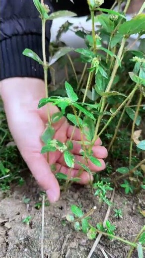Airfoil, also known as milkweed in some places, don't miss it if you come across it! #PlantScienc...