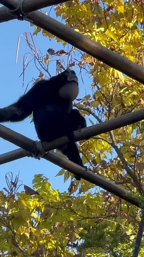 Sound on! Happy World Gibbon Day! We have 2 siamang gibbons that live at the Cincinnati Zoo, Ohpy & Lady. Siamangs are the largest gibbon species and are known for their loud vocalizations.
