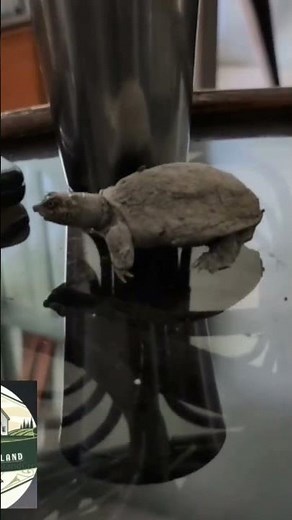 #farming 🐇rabbit and 🐢🐢turtle farm house...wild animals rescue h ❤️ ♥️ 💙 💖 💛