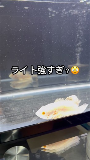 60cm水槽のライトを変えたらオスまるが光った😳