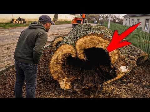 Unexpected Find in an Old Tree