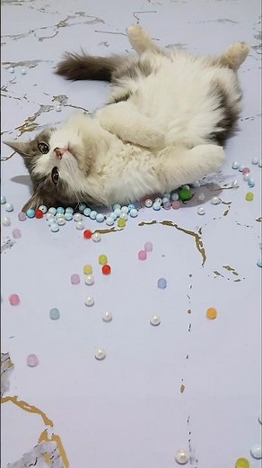 Beads ASMR 🌈 Relaxing Cat Reverse #shorts #cat #relaxing #asmr #satisfyingvideo