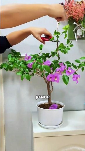 Bougainvillea pruning tips simple and easy to learn! #Flowers #BougainvilleaPruning #cutting