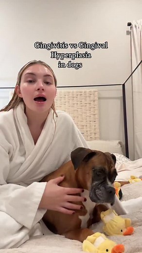 Gingivitis vs gingival hyperplasia in dogs! My sweet Poppy has gingival hyperplasia making it appear like she only has one bottom toof! And I love that toof!🥹❤️#dogtok #spoileddog #dogdental #boxerdogfans #doglover #boxerdog #souldog #gingivitis #dentalhealth | Princess Poppy