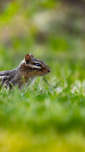 A family of 4 chipmunks are doing their best to take all my bird seed. Each chipmunk will need around 8lbs of seeds for over winter. Meaning over the course of the summer these 4 will probably take about 4-5 whole bags of bird seed under ground. Which I'm fine with because it means I get a chance to photograph them and watch them throughout the year. #reels #fyp #instagram #trendingreels #wildlife #chipmunk #tiktok #iowa | Ben Neff Photography