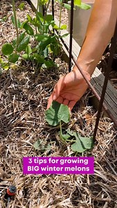 Winter melon/Wax Gourd (Benincasa hispida) is one of my FAVE Asian summer veggies to grow because it’s just so versatile in the kitchen - it has a mild, slightly sweet flavour that lends itself to both savoury and sweet dishes ranging from bone broths and curries, to syrups and bubble tea! My top 3 tips on growing a big backyard winter melon crop this summer: 🌿 The fruit size is determined by the variety you grow so choose accordingly. Some varieties have fruits around 2-3kg size, others can ha