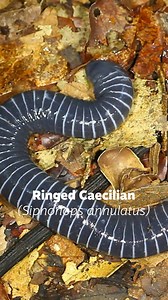 67K views · 1.6K reactions | When it comes to amphibians, there are...