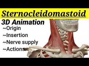 Sternocleidomastoid muscle || 3D anatomy || Head and Neck || MedCracker ||