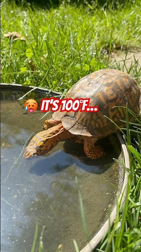 My Box Turtle's Survival Hack During Extreme Heat 🐢💧 #TurtleTips #Wildlife #Shorts