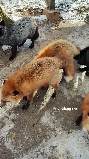 The Zao Fox Village and its 100 foxes!