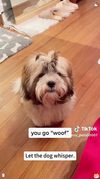 Funny_pets007 on TikTok