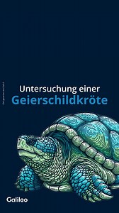 Greg ist eine riesige Geierschildkröte und ein Teil des Nachzuchtprojekts für gefährdete Schildkrötenarten.🐢 Seine gewaltige Beißkraft sollte nicht unterschätzt werden! Deshalb ist auch bei medizinischen Untersuchungen besondere Vorsicht geboten.⚠ Mehr über Greg und das einzigartige Rettungsprojekt mit insgesamt 3000 gepanzerten Schützlingen erfährst du bei #Galileo auf #Joyn. 👉https://t1p.de/ozh5m #Wissen #Reel | Galileo