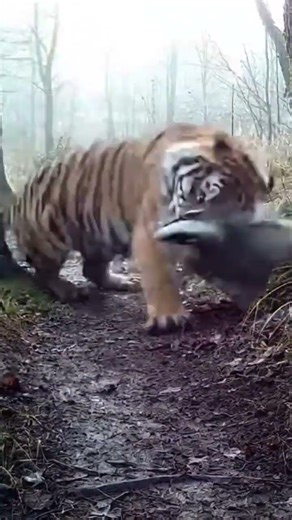 Tiger vs Honey Badger – The Most Fearless Battle in the Wild #wildlifebattle #animalfight #wildlife