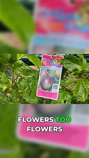 Growing passion fruit at home made easy #gardening #tutorial #shorts