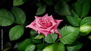 Pink Rose Plant Blooming Flower in Time Lapse on a Green Leaves Background. Single One Flower Opens Bud and Moving Petals in Timelapse