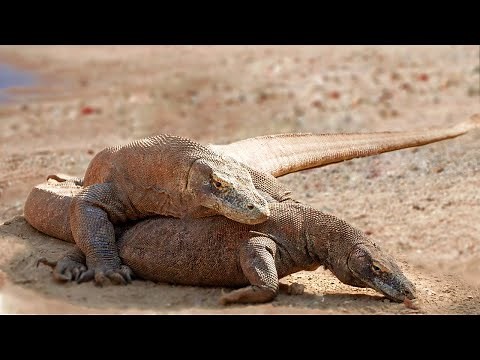 How Komodo Breeding And Laying Eggs