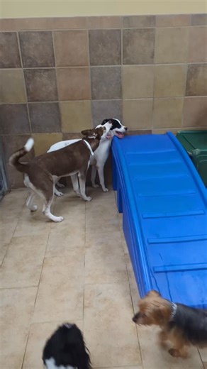 San Antonio Petsmart Petshotel on Instagram: "It's the weekend y'all and everyone is happy to be here in camp!!! #lifeatpetsmart #anythingforpets #doggiedaycamp #dogsoﬁnstagram #sanantoniodogs"