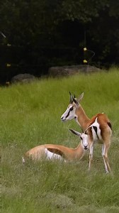 88K views · 697 reactions | Have you seen our springbok herd? They can be found on the east end of the park, across from the anteaters! Our hoofstock team has worked hard to train our springbok herd a recall behavior so they come inside each evening! Now time to teach Mars a recall!  credit: Keeper Danielle | Tanganyika Wildlife Park | Facebook