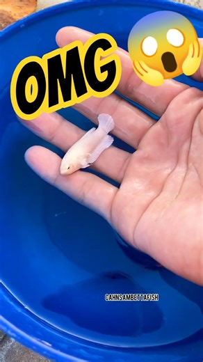 catching the betta fish #bettafishtank #bettafish #fish #samofficail #bettafishworld #guppyfish