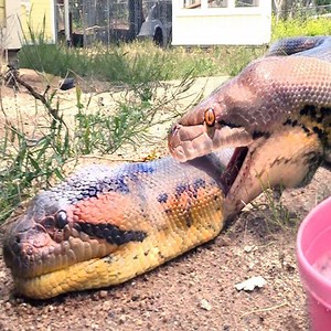Python, Anaconda FIGHT over LIVE Squirrel -- Eaten by Winner | Cute Snake TV