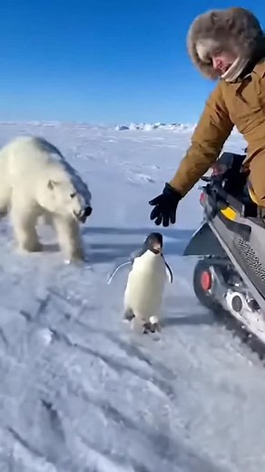 5.1K reactions · 132 shares | Penguin getting chased by a polar bear | The Amazing Raven | Facebook
