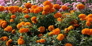When To Water Marigolds: A Simple Watering Guide