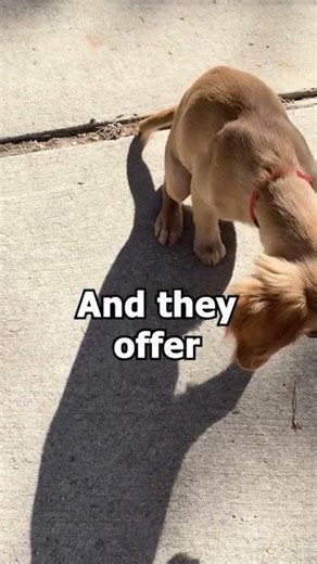 Free shaping gives puppies space to make choices.