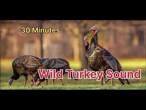 REAL Wild Turkey Call Sound 🦃 | Loud Gobble for Hunting (HD Audio)1 Hour Wild Turkey Calling Sound