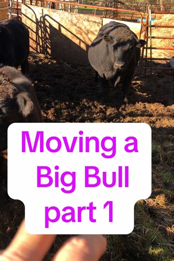 Moving a Big Bull on the Farm - Part 1
