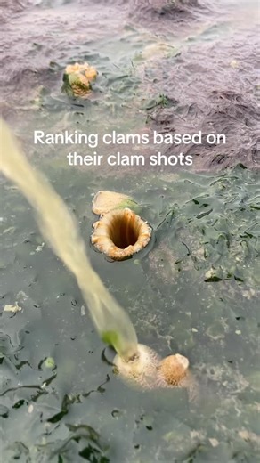 Crab Cruncher on Instagram: "These creatures disgust me #pnw #pacificnorthwest #oregoncoast #oregon #clam"
